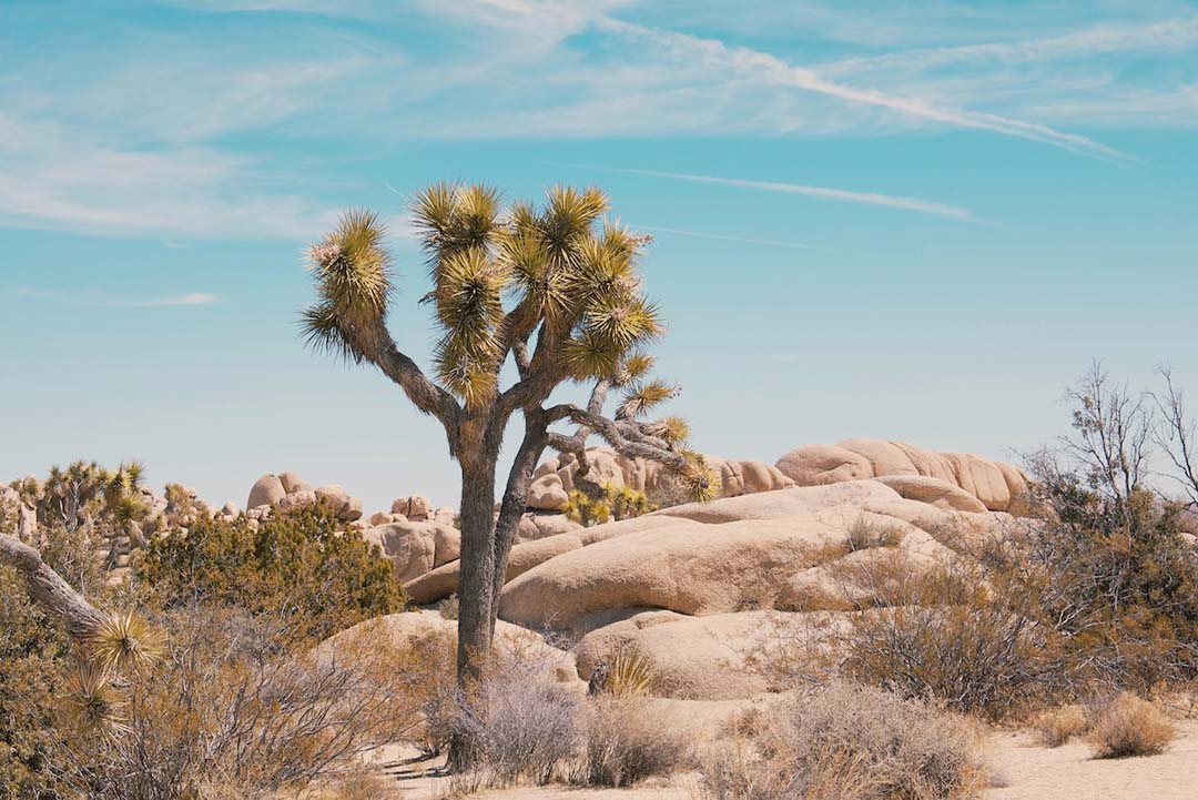 A joshua tree in the desert